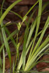 Calcium-hating sedge